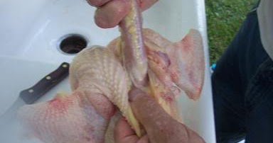 how tobutcher a chicken step 5remove the neck