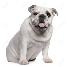 Anjing Ras White English Bulldog