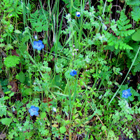 Baby blue-eyes among the lush vegation on the north slop of Azusa Peak