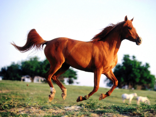 laptop computer par lal ghode ka wallpaper lagayen or safalta payen à¤à¤® à¤ª à¤¯ à¤à¤° à¤ªà¤° à¤² à¤² à¤ à¤¡ à¤ à¤µ à¤²à¤ª à¤ªà¤° à¤²à¤ à¤¯ à¤à¤° à¤¸à¤« à¤²à¤¤ à¤ª à¤¯ jagran today knowlege and information sharing in hindi laptop computer par lal ghode ka wallpaper lagayen or safalta payen à¤à¤® à¤ª à¤¯ à¤à¤° à¤ªà¤° à¤² à¤² à¤ à¤¡ à¤ à¤µ à¤²à¤ª à¤ªà¤° à¤²à¤ à¤¯ à¤à¤° à¤¸à¤« à¤²à¤¤ à¤ª à¤¯ jagran today knowlege and information sharing in hindi