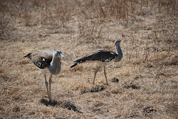 birds flying low to ground 3