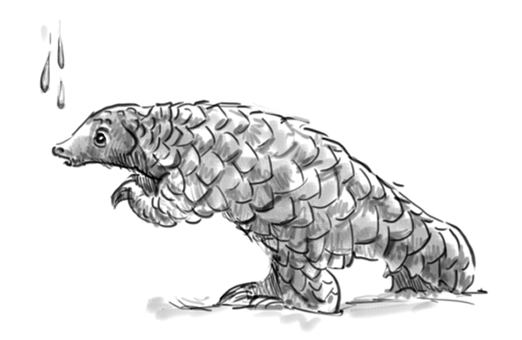 Pangolin