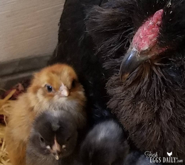 Raising Chicks with Mother Hen - Backyard Poultry