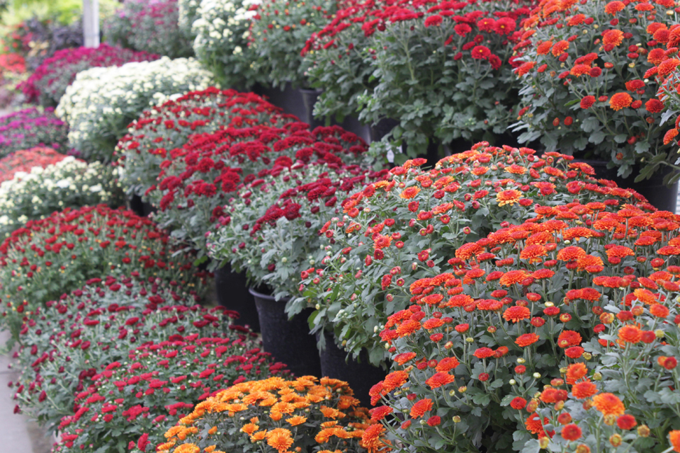 Strange's Garden Center Keys to Success Mums
