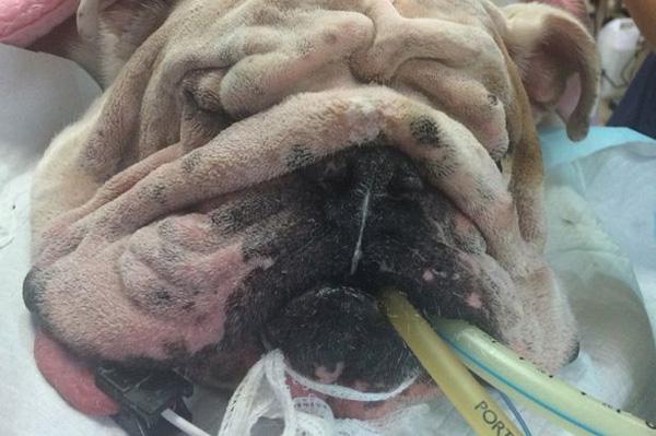 Chú chó được phẫu thuật thẩm mỹ căng da mặt