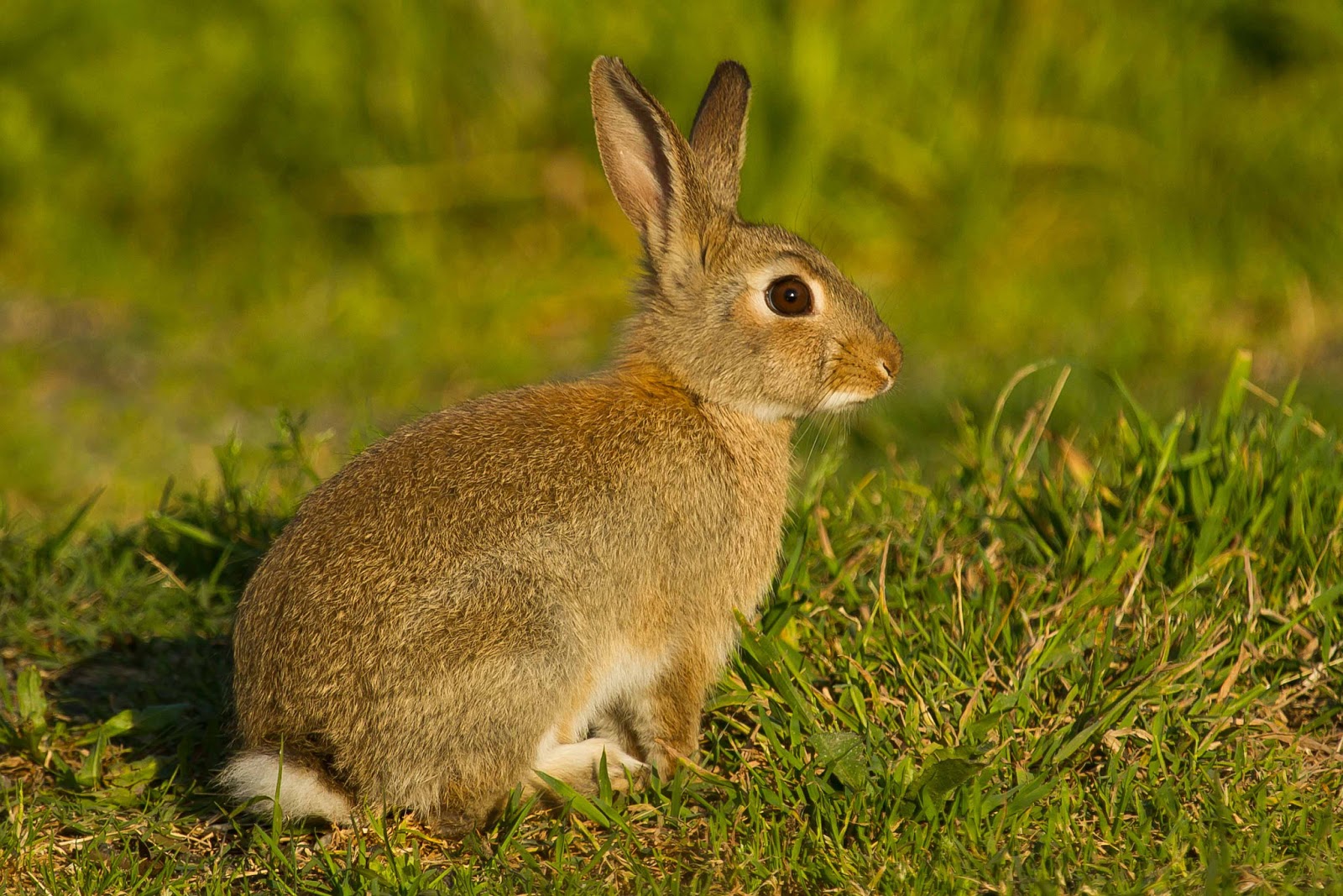 ELANIO AZUL: Conejo común (Oryctolagus cuniculus)