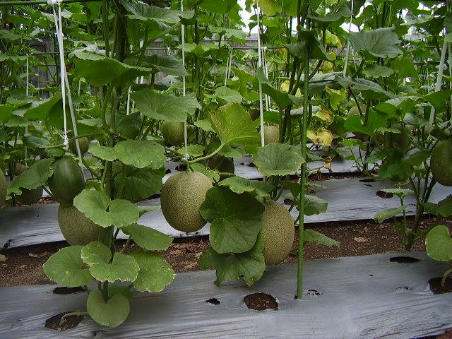 Tanaman Buah Melon Tumbuh Subur dan Berbuah Lebat