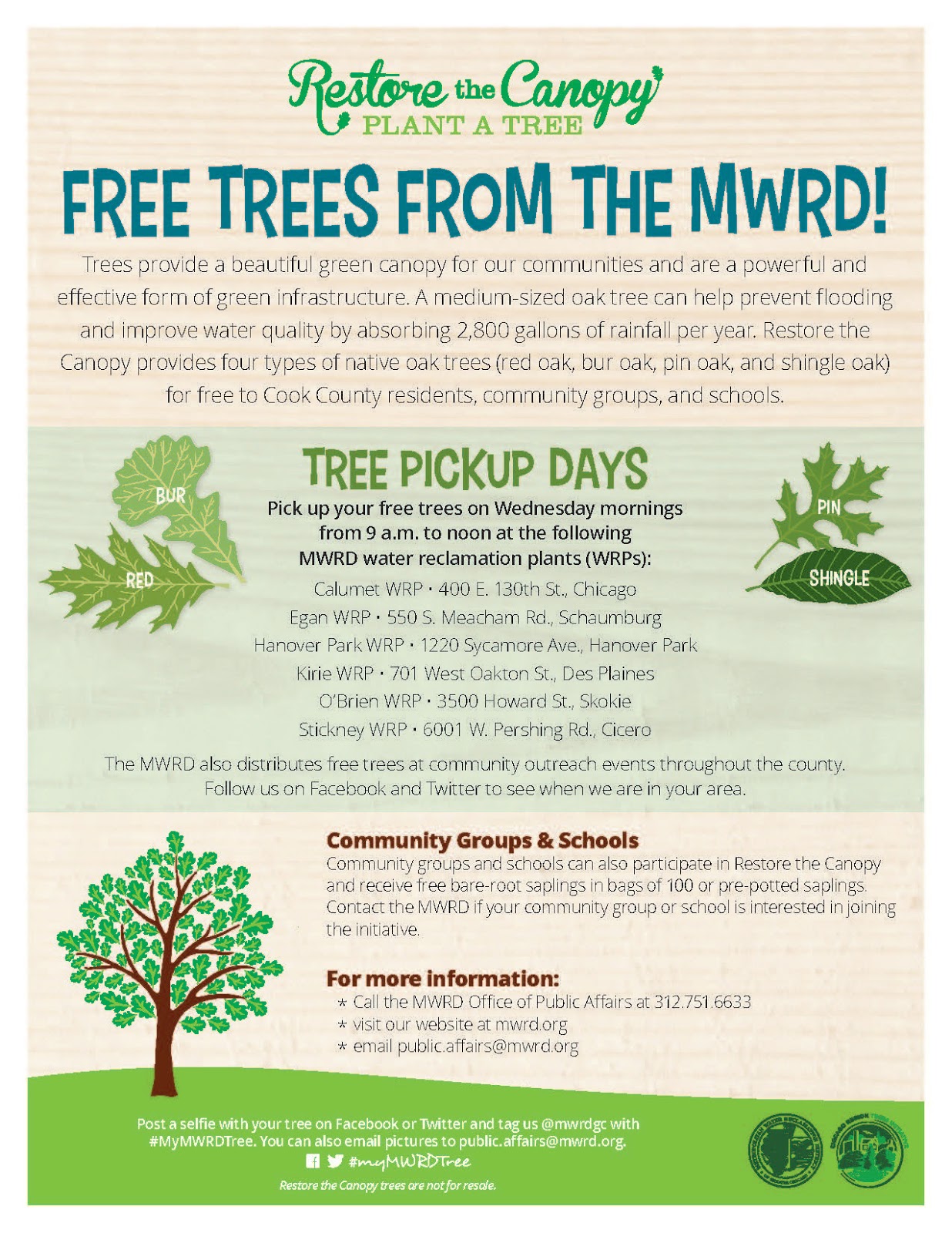 Uptown Update Free Tree Saplings Available To Community Groups Each