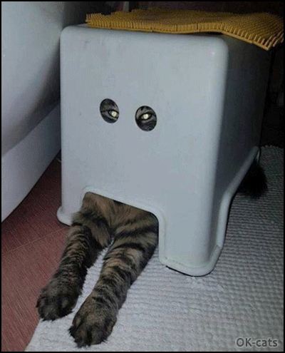 Art Cat GIF • Amazing Cat in his box shows his magic flashing eyes haha Art Cat GIF • Amazing Cat in his box shows his magic flashing eyes haha