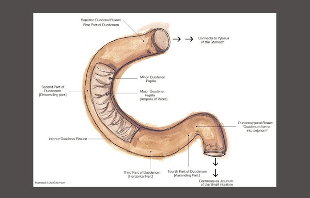 Usus Halus Pengertian, Struktur, Fungsi, Enzim Asep