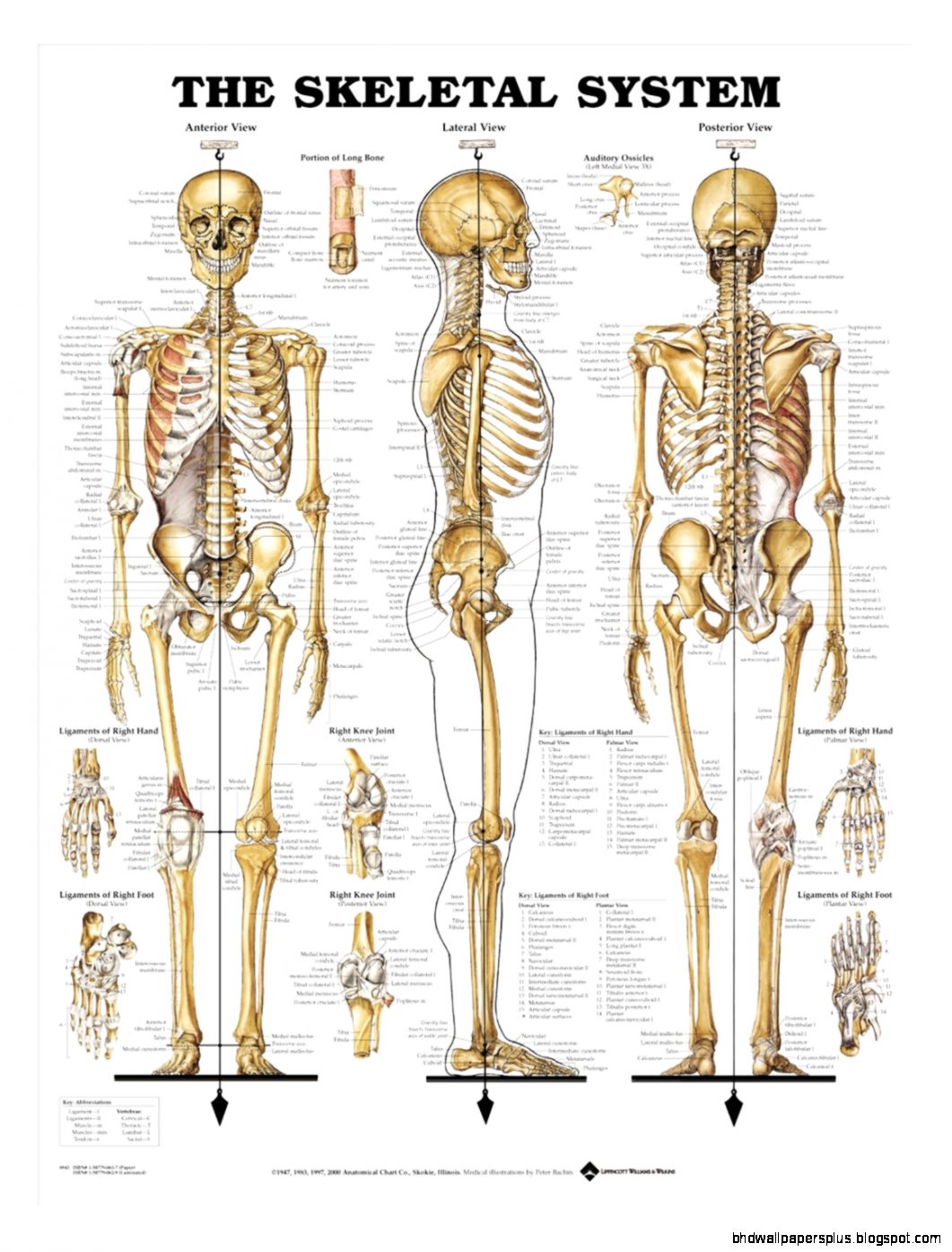 Anatomy Charts   Health Charts   AnatomyStuff