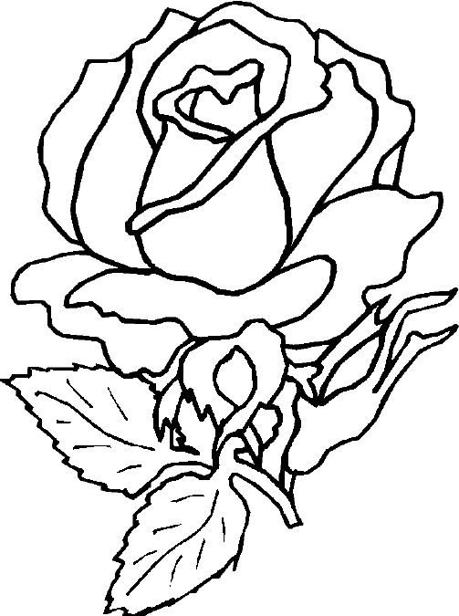 Coloring Blog for Kids: Rose flower coloring page pictures