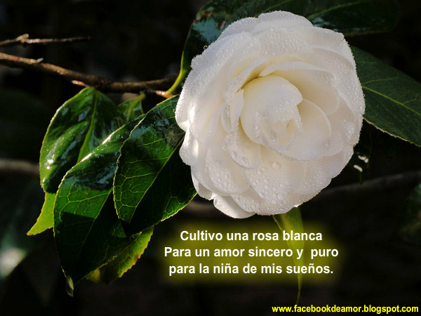 Rosa blanca para portada de FaceBook - Imagui