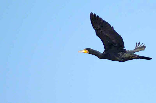 bird, Phalacrocorax carbo, flying