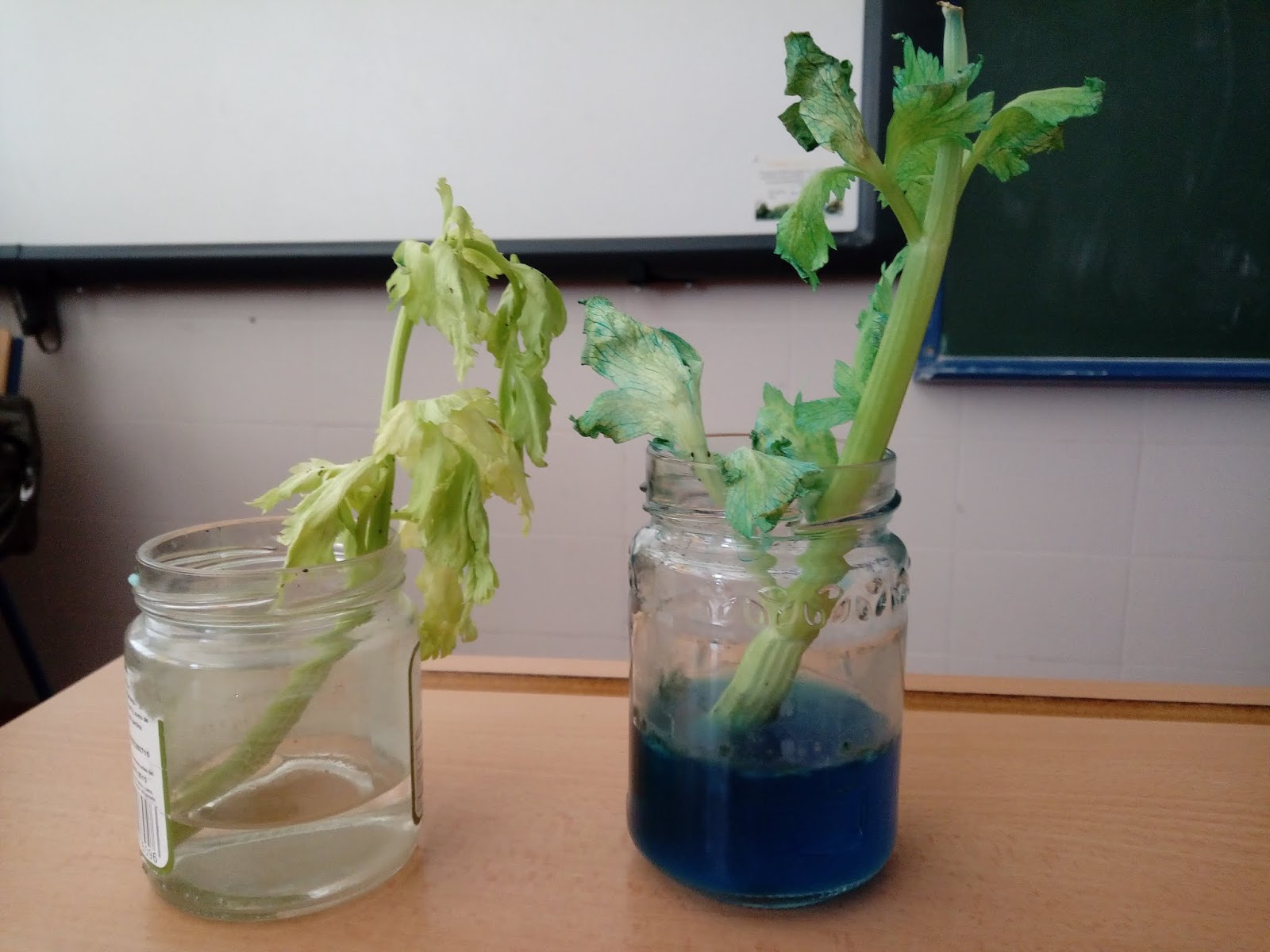 Funscience THE CELERY EXPERIMENT!!