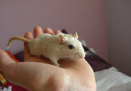 художник сергей волков 1956. николай анохин художник. под каждой крышей свои мыши. мышка в норке. почему крысы любят пиво.