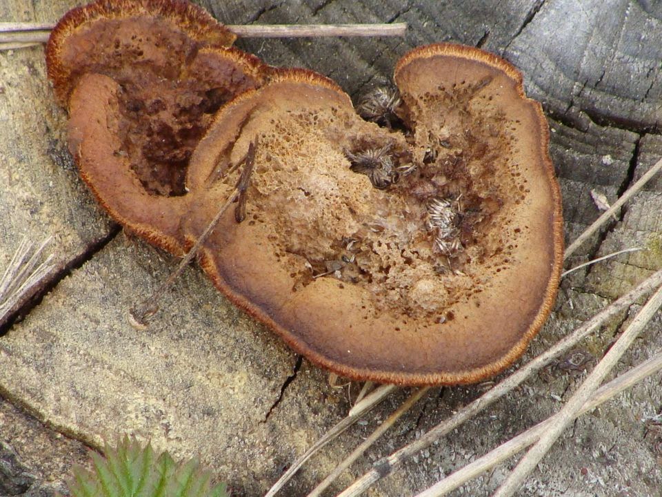 Gloeophyllum sepiarium DSC31514