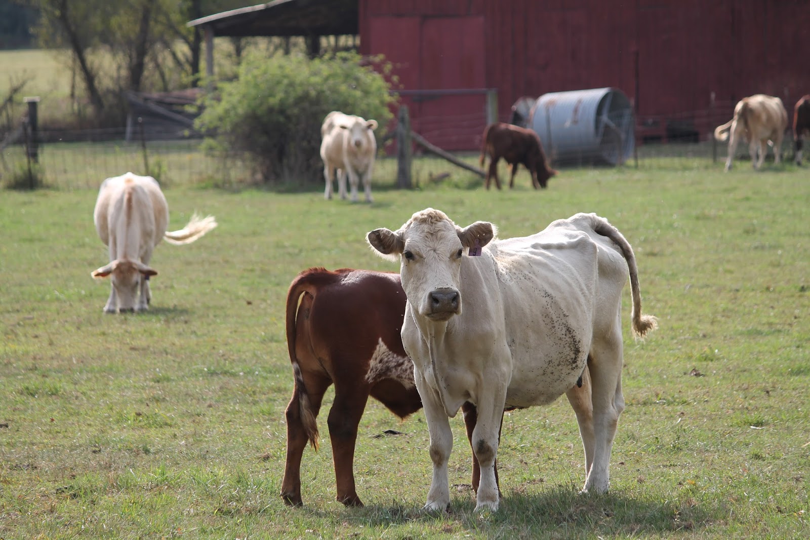 The Missouri Mom Farms of Missouri The Curious Cows