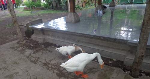 Tafsir Arti Mimpi Tentang Angsa Terlengkap Dan Penting Perlu Kamu Ketahui Mentari Bali Holiday