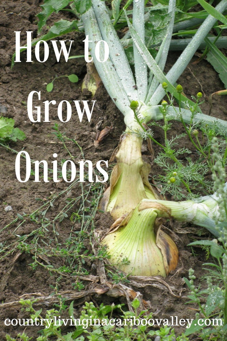 How to Best Grow Onions Everything About Garden