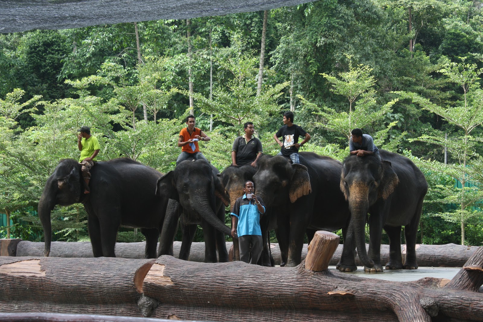 jalanjalan Kuala Gandah Elephant Sanctuary, Pahang