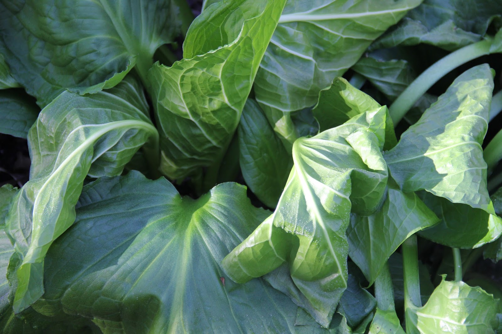 Isabella Conservation District Environmental Education Program Frost