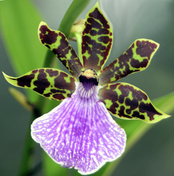 Cultivo de Orquídea Zygopetalum - Como Cultivar Orquídea Zygopetalum.