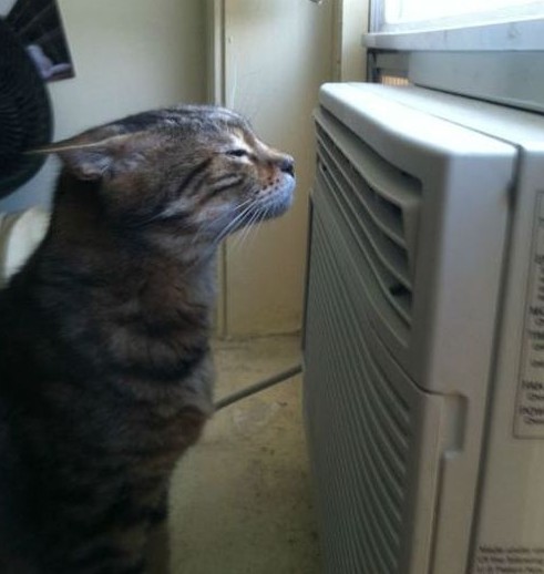 Should Cat Food Be Refrigerated Should Cat Food Be Refrigerated