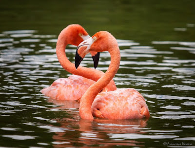 flamencos