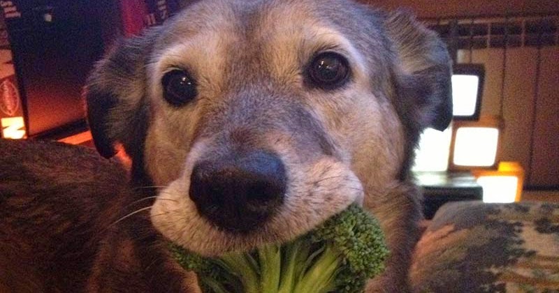 Brócolis faz mal para cachorro Clearance