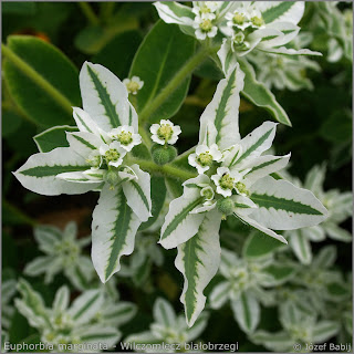 Euphorbia marginata inflorescences  - Wilczomlecz białobrzegi  kwiatostany 