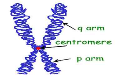 chromosome - كروموسوم