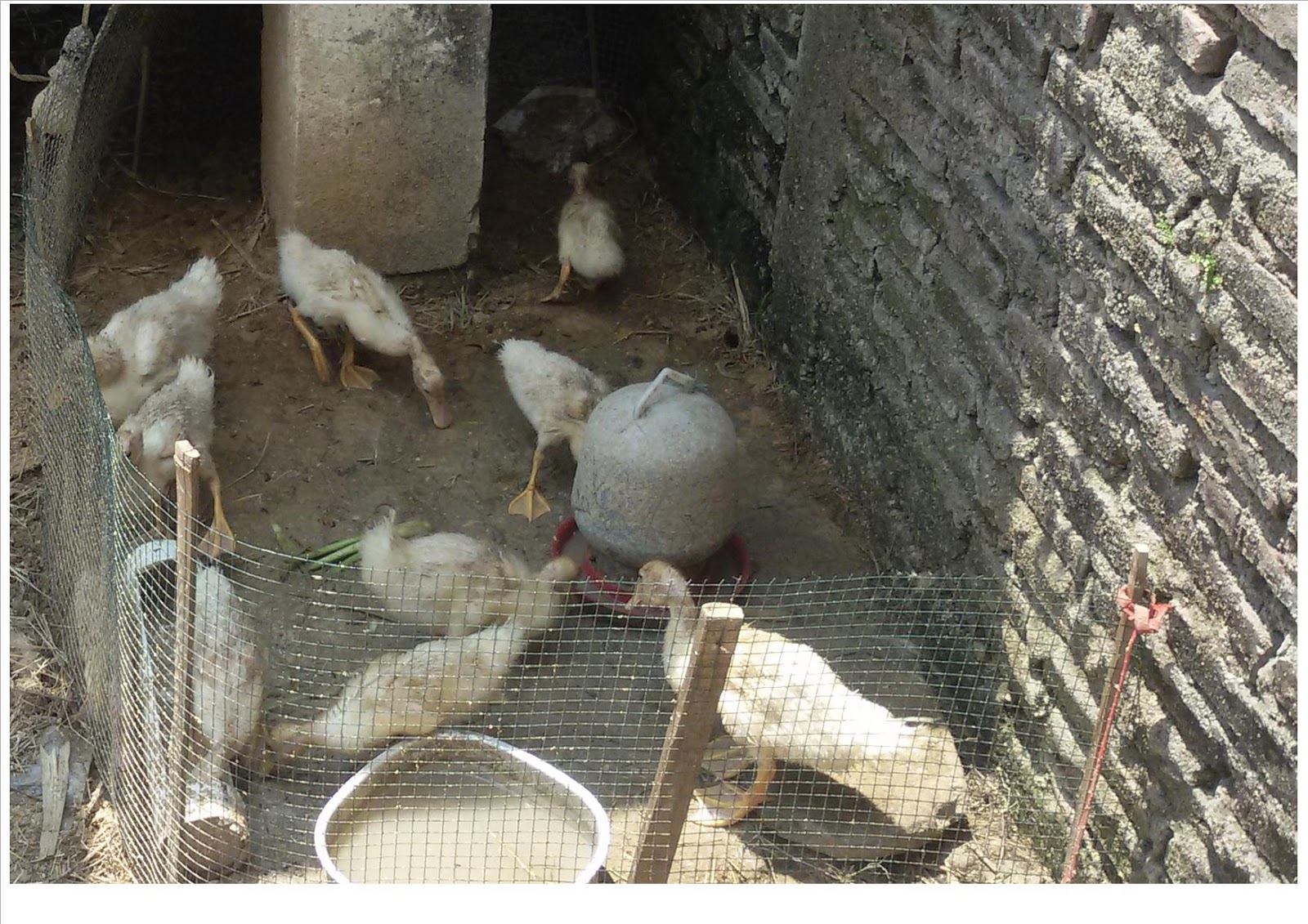 Seni Budaya Memelihara Bebek Di Belakang Rumah Lahan Sempit