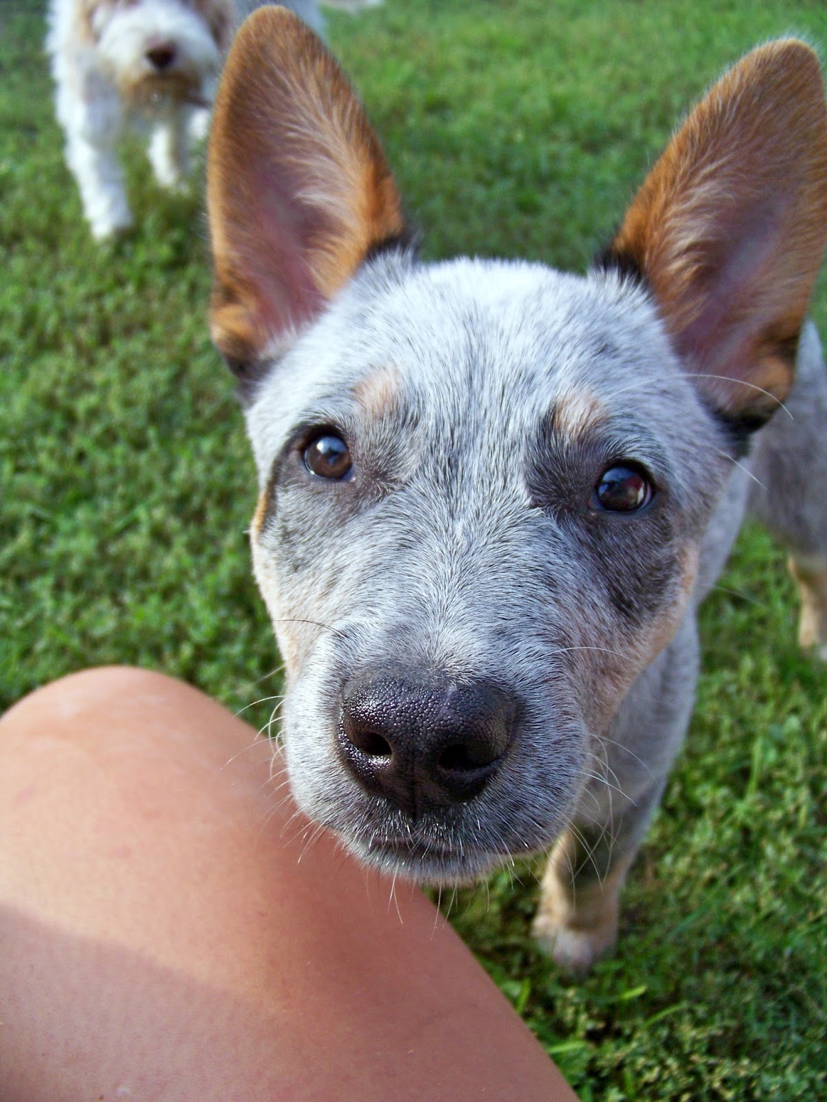 Kotlet po polsku Scio me nihil scire