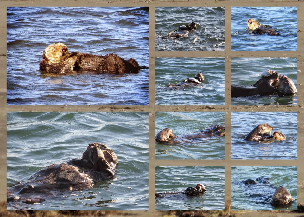 Sea Otters at Moss Landing