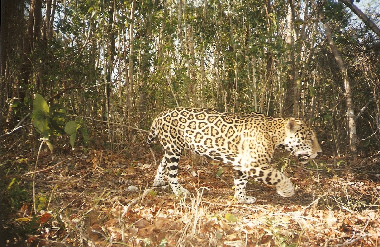 ECOAVENTURAS Y VIAJES FAUNA EL JAGUAR