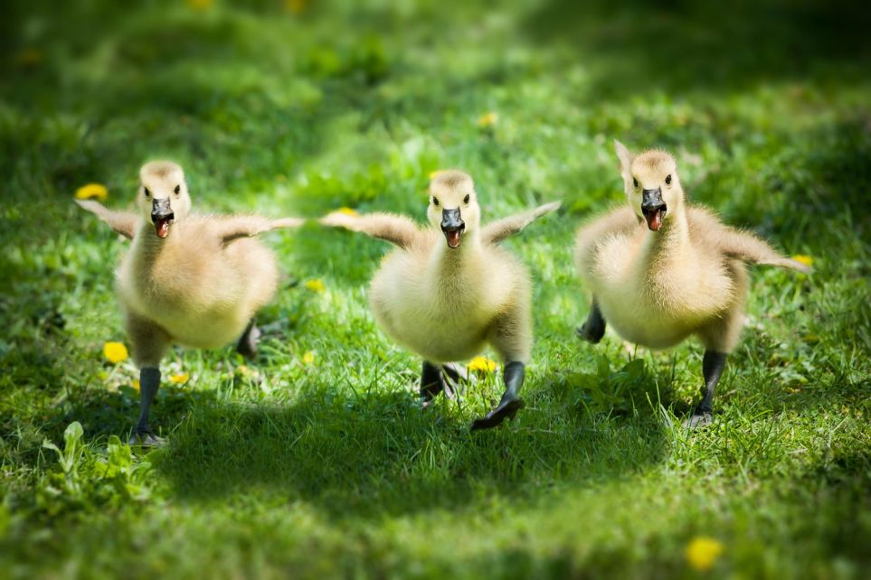 Gosling animal information