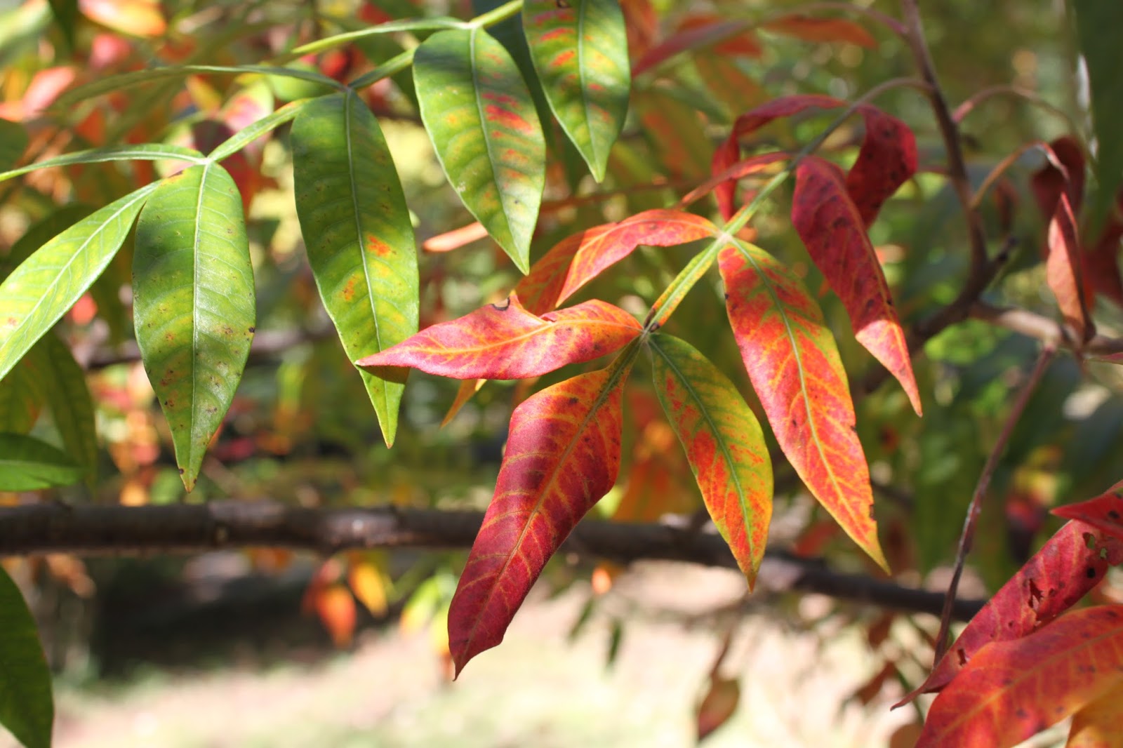 Centenary College Arboretum Tree of the Week Winged Sumac (Rhus