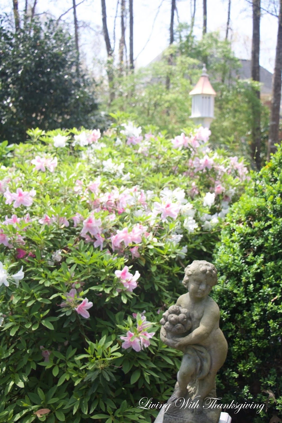 Lisa Bonassin S Garden Nikko Blue Hydrangeas May 12 2018