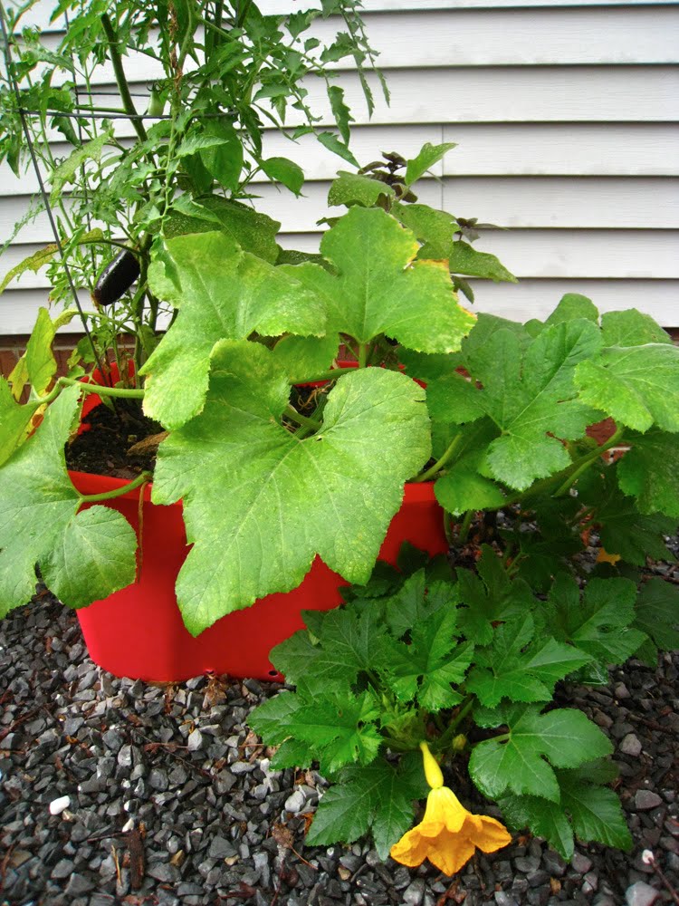 Gardening Tips for Small Spaces Helping your container plants survive