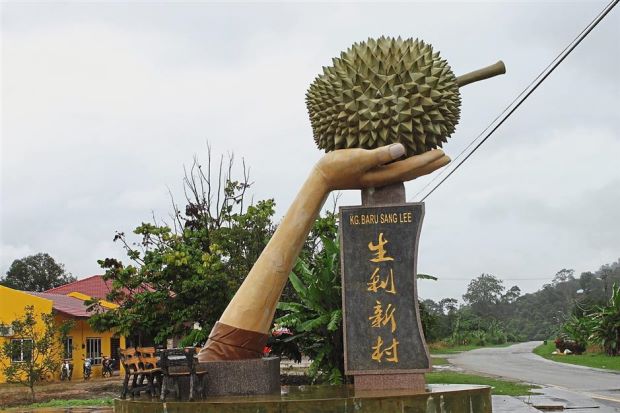 Durian Info: Durian Orchard Near Bentong