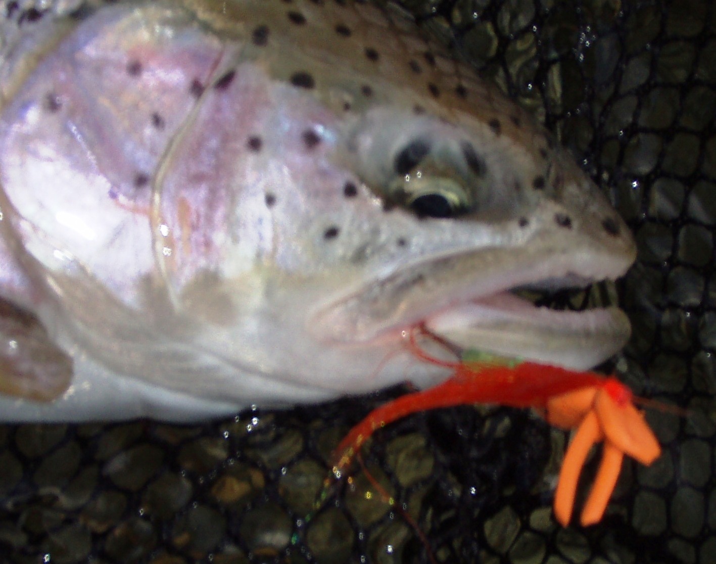 Spey Lodge Inc. Dry Fly Steelhead in the Spring!