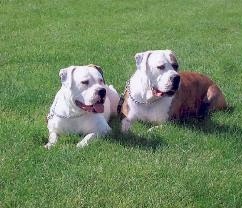 Colorado Bulldog Colorado Bulldog