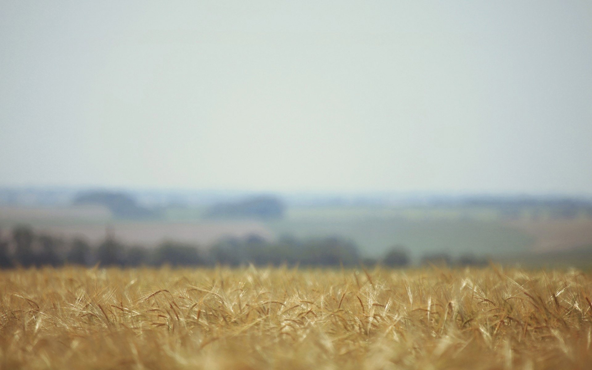 Dry Corn Field Wallpaper