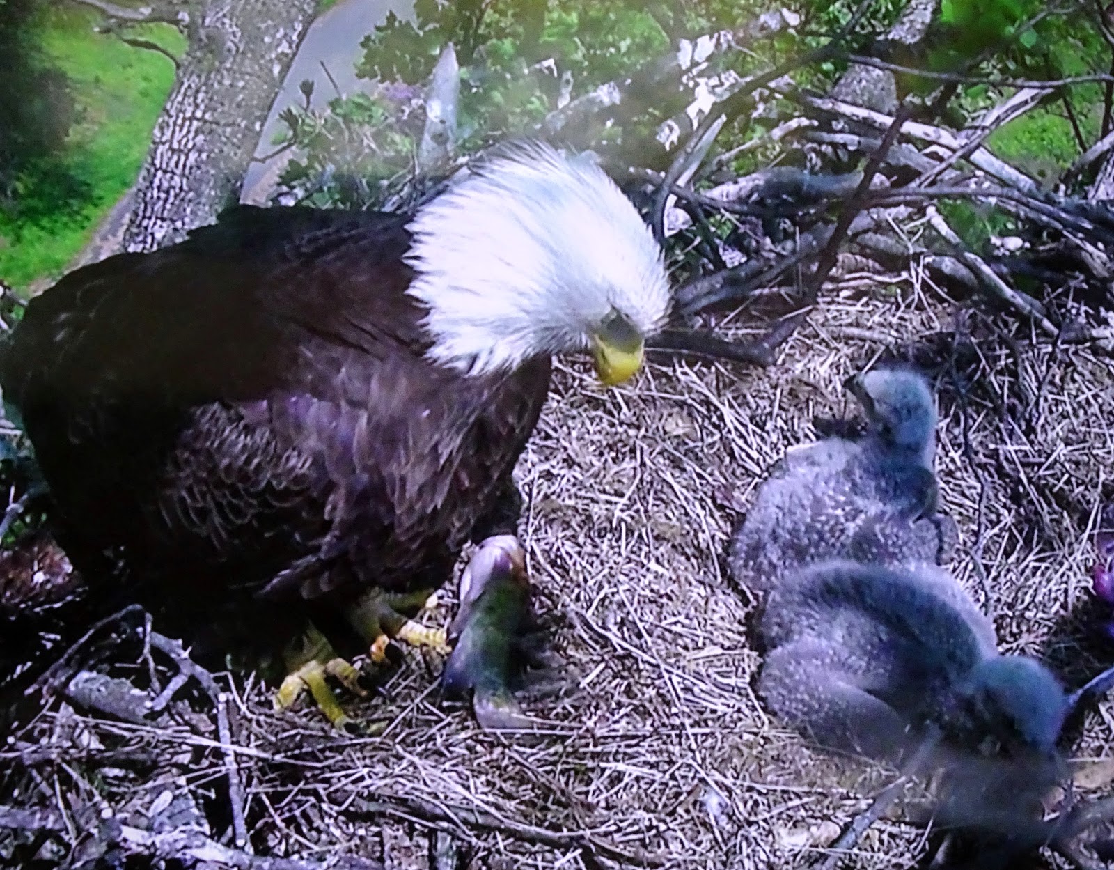 Love, Joy and Peas Adult Bald Eagle Feeds Two Baby Eagles