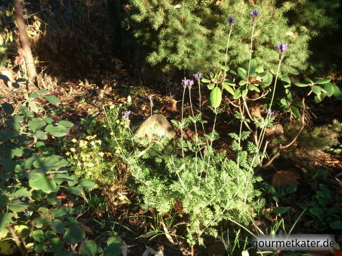 Herbstblüte