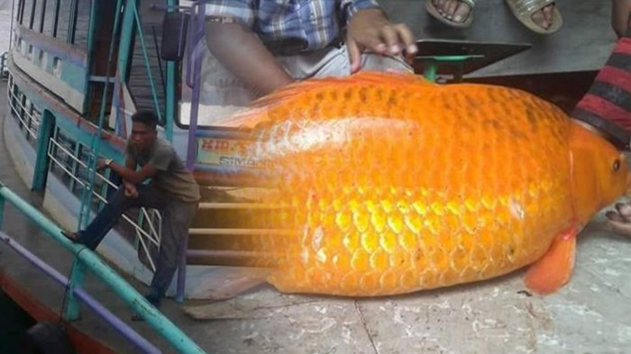 Legenda Antara Ikan Mas Dan Tenggelamnya Kapal Sinar Bangun Di Danau Toba Horas