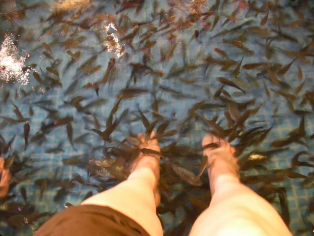 Activities to do in KL: get a fish pedicure