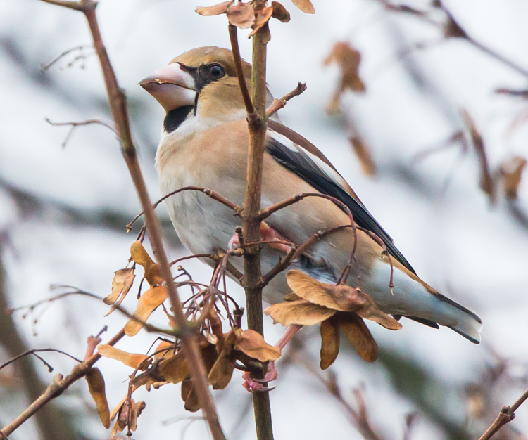 Barnsley Bird Sightings Broomhill Flash 05012018