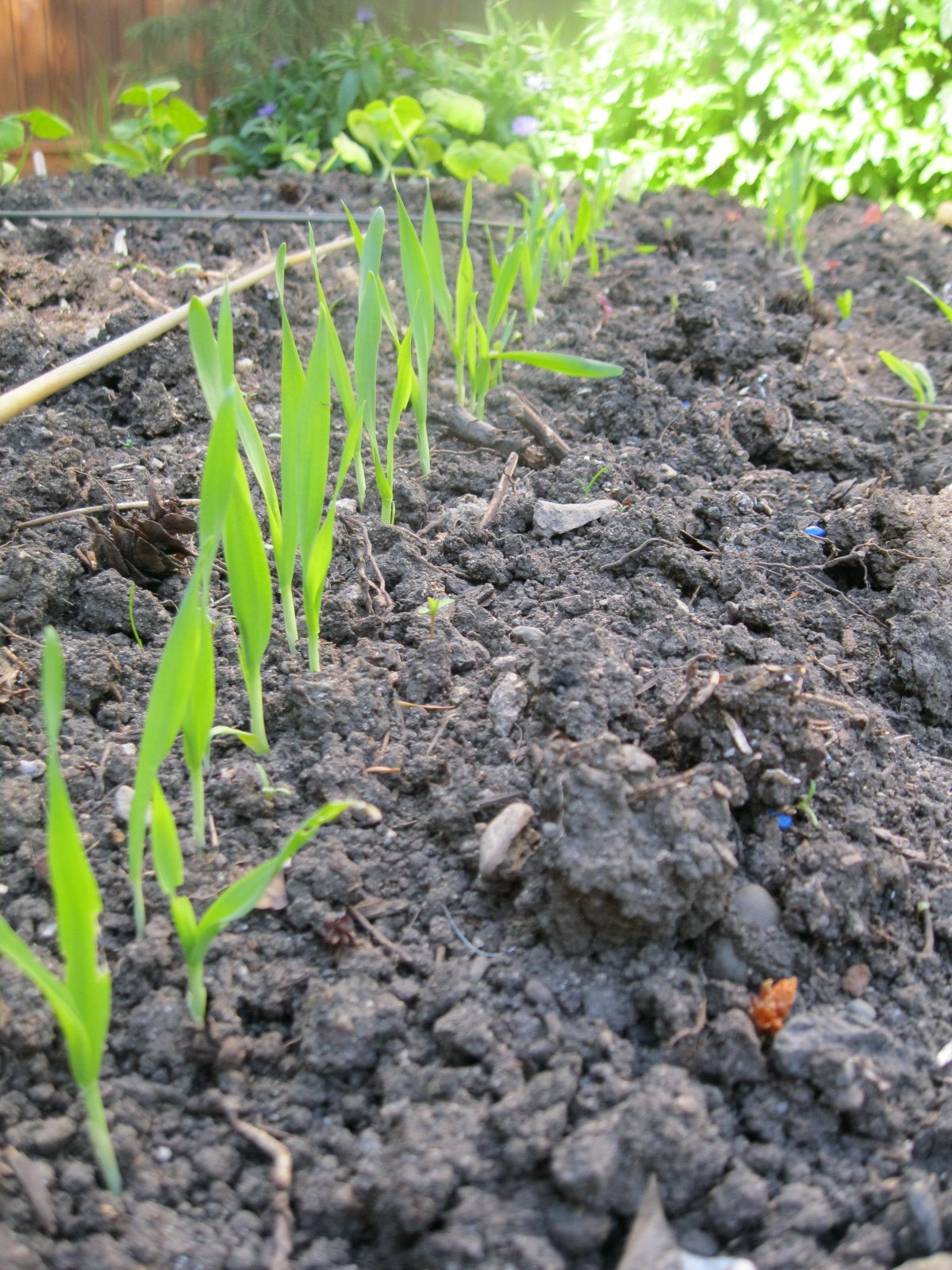gumboot goddess in the kitchen oats and beans and barley grow